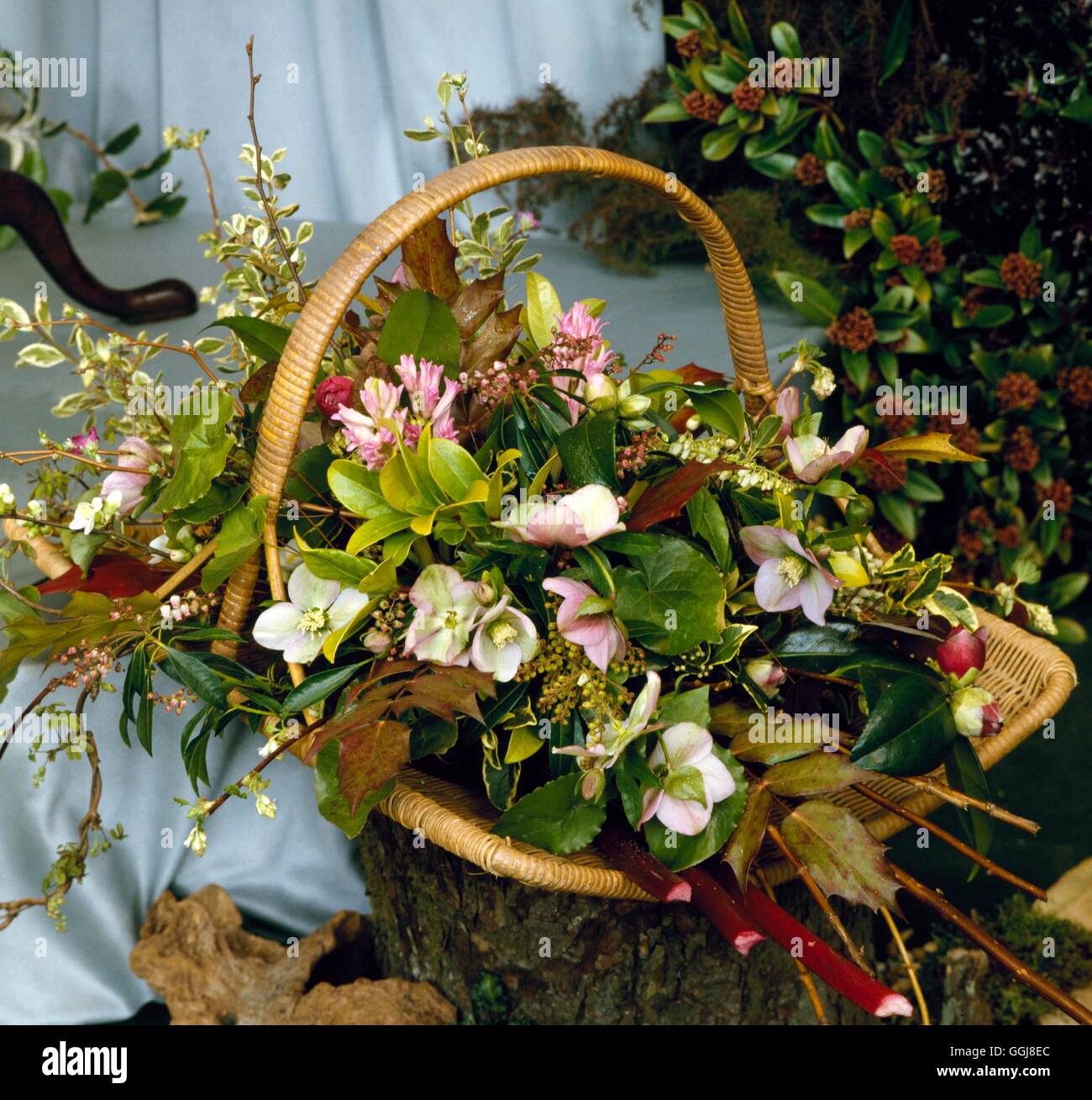 Disposizione del fiore - Inverno argomenti: Giacinto Hellebores Camelie Rheum e sarcococca.- - (NAFAS @ RHS mostrano 20-2-90) REF: PHS Foto Stock