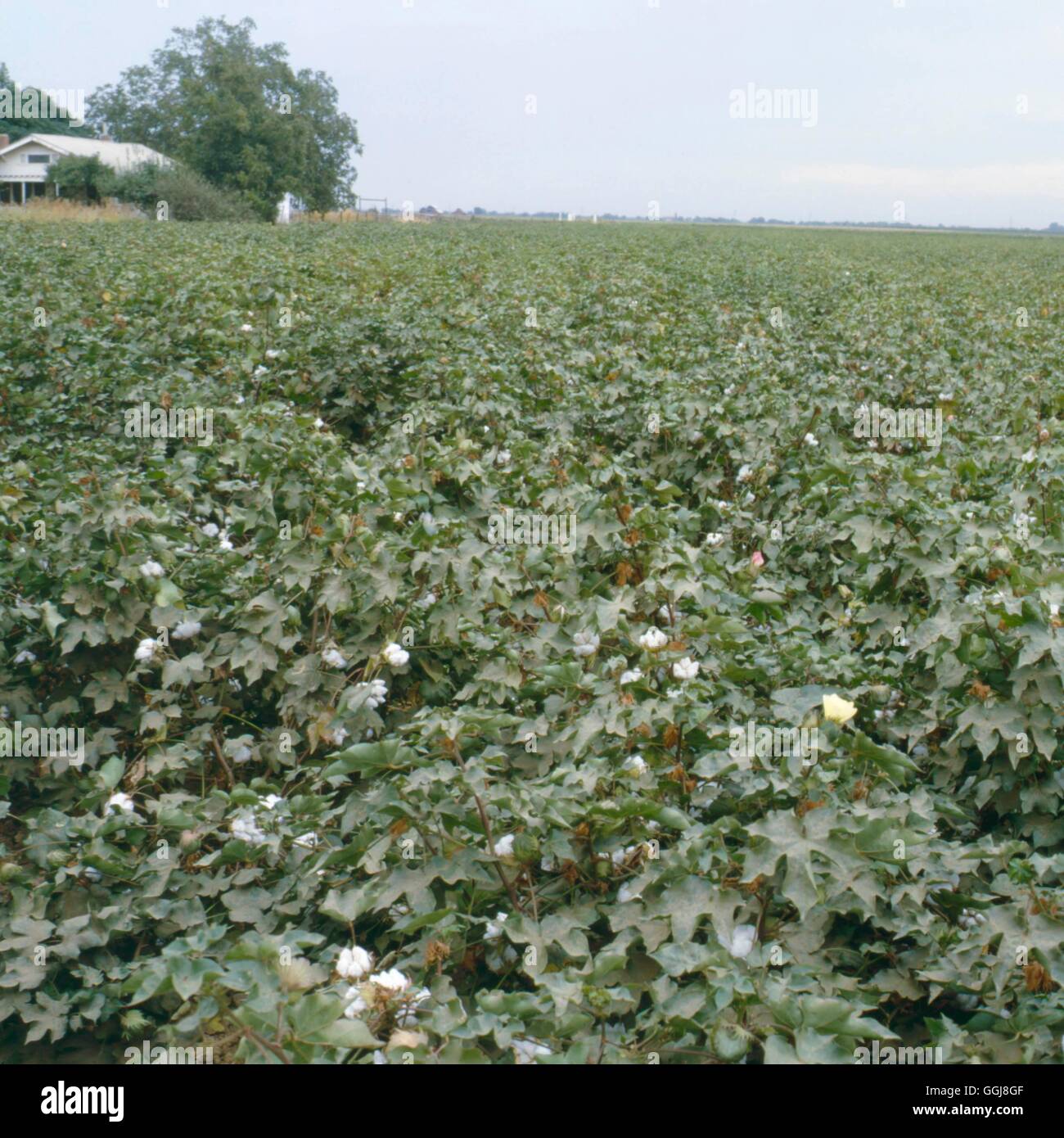 Campo Crop - cotone - Levante FCR062079 Foto Stock