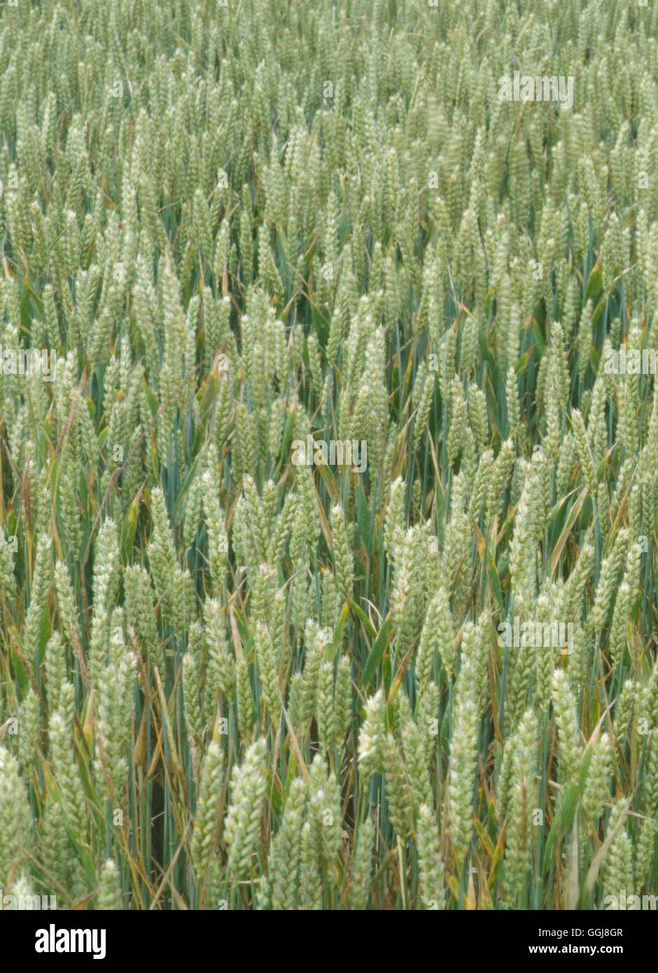 Campo Crop - grano FCR070292 Foto Stock