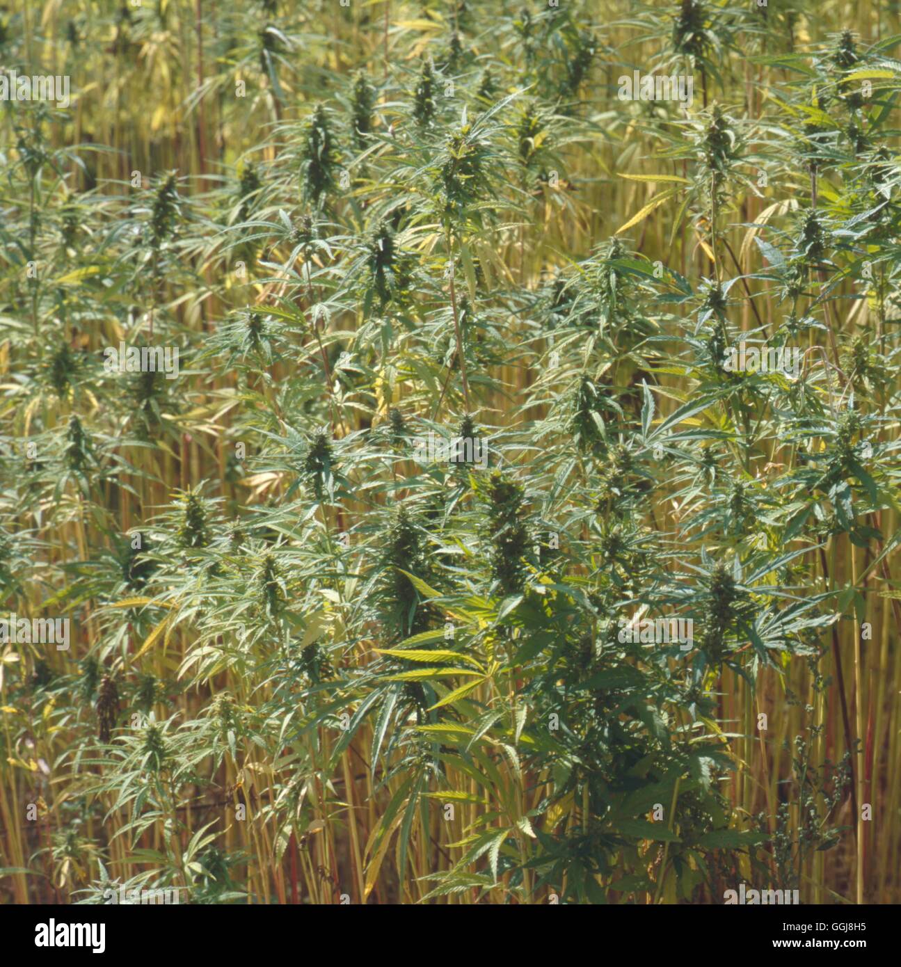 Campo - raccolto di canapa da fibra per fune (Cannabis sativa subsp. sativa) FCR105258 Foto Horti Foto Stock