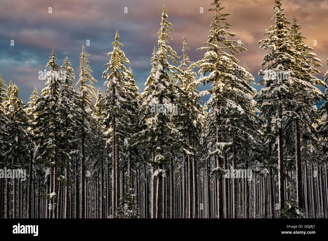 Coperta di neve alberi con sunrise. Oregon Cascades Foto Stock