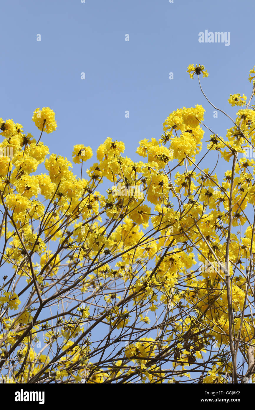 Tabebuia spectabilis fiore giallo o tabebuia flower bloom su albero nel giardino,Tropical fiori gialli una specie dall India. Foto Stock