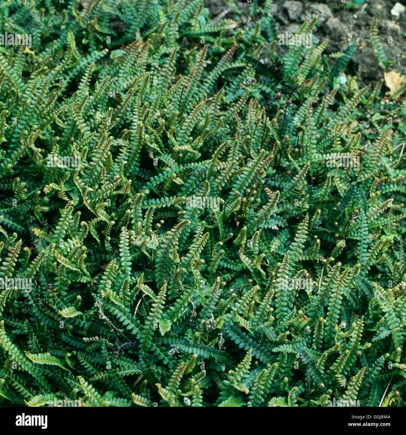 Blechnum penna-marina AGM FER019543 Foto Stock