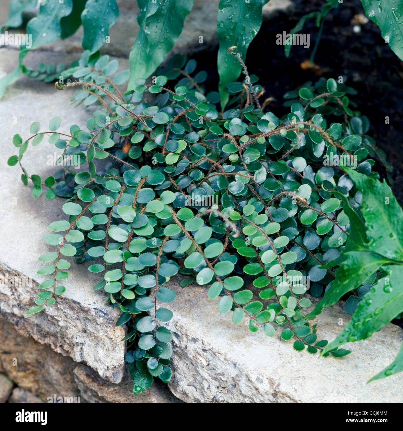 Pellaea rotundifolia AGM FER028178 Foto Stock