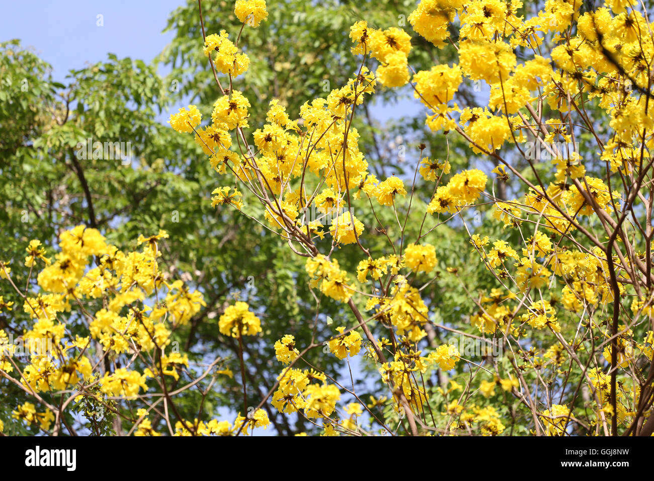Tabebuia spectabilis fiore giallo o tabebuia flower bloom su albero nel giardino,Tropical fiori gialli una specie dall India. Foto Stock