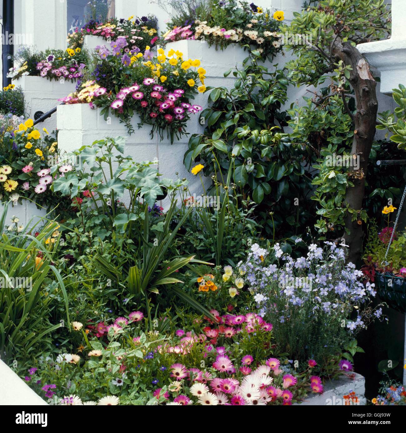 Giardino anteriore - piante annue coltivate nei contenitori e letto sollevata riempire questo giardino frontale FRO031834 Pho Foto Stock