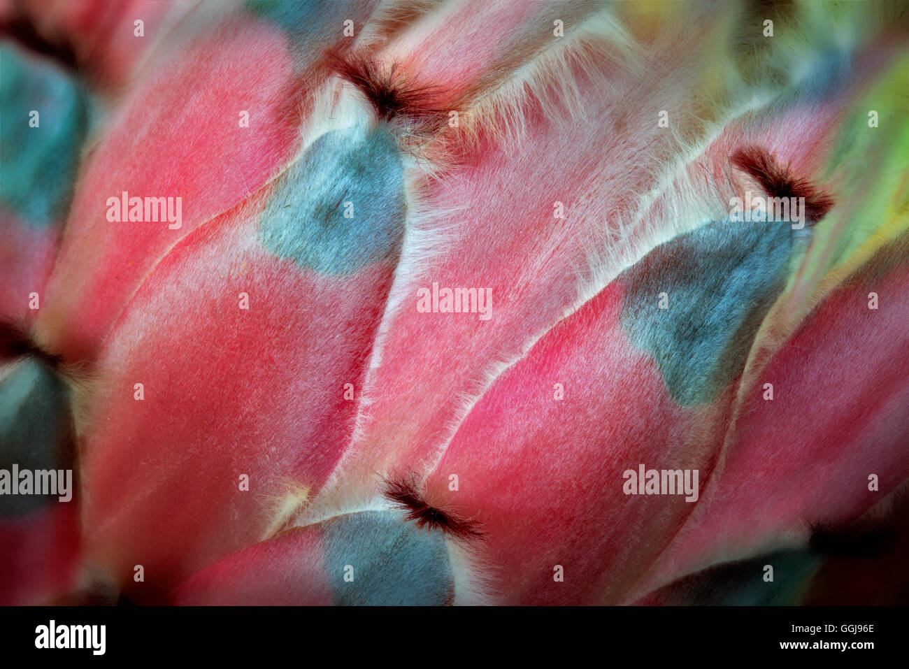 Chiusura del Protea fiore. Isola delle Hawaii. Foto Stock
