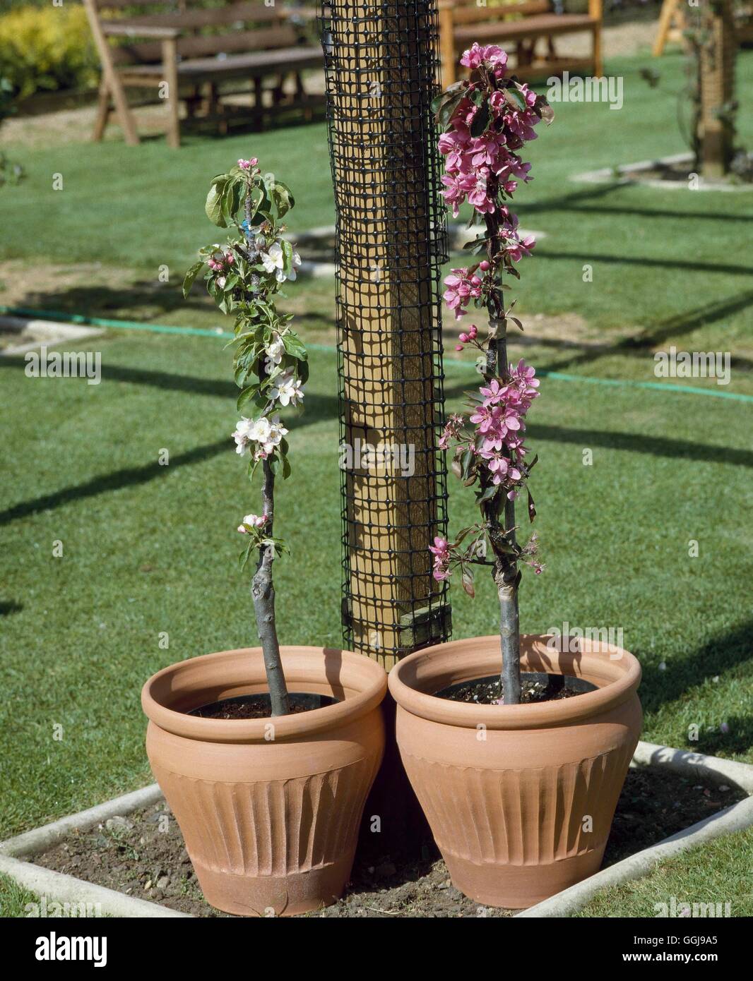 Apple - Ballerina alberi (l.h.s." Valzer' & r.h.s.'Maypole') FRU026663 /Photo Foto Stock