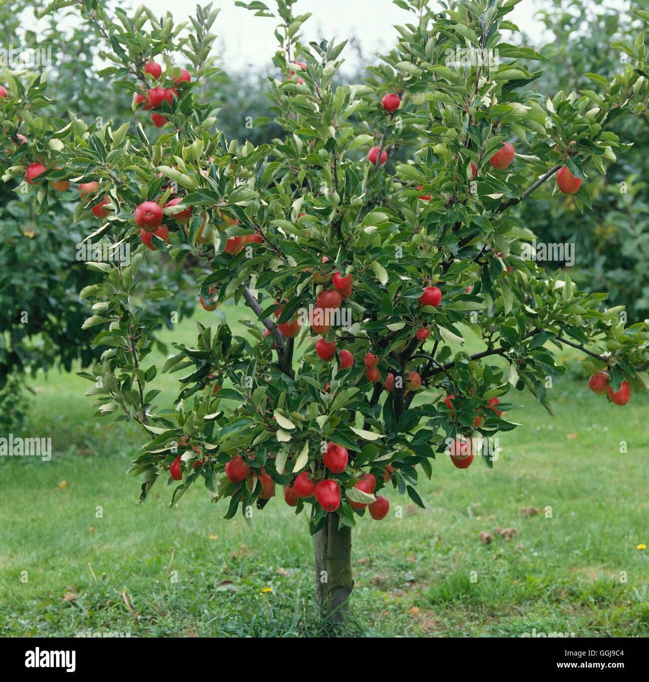 Apple - 'Katja' (dessert) (Syn A. 'Katy') FRU037609 Foto Stock