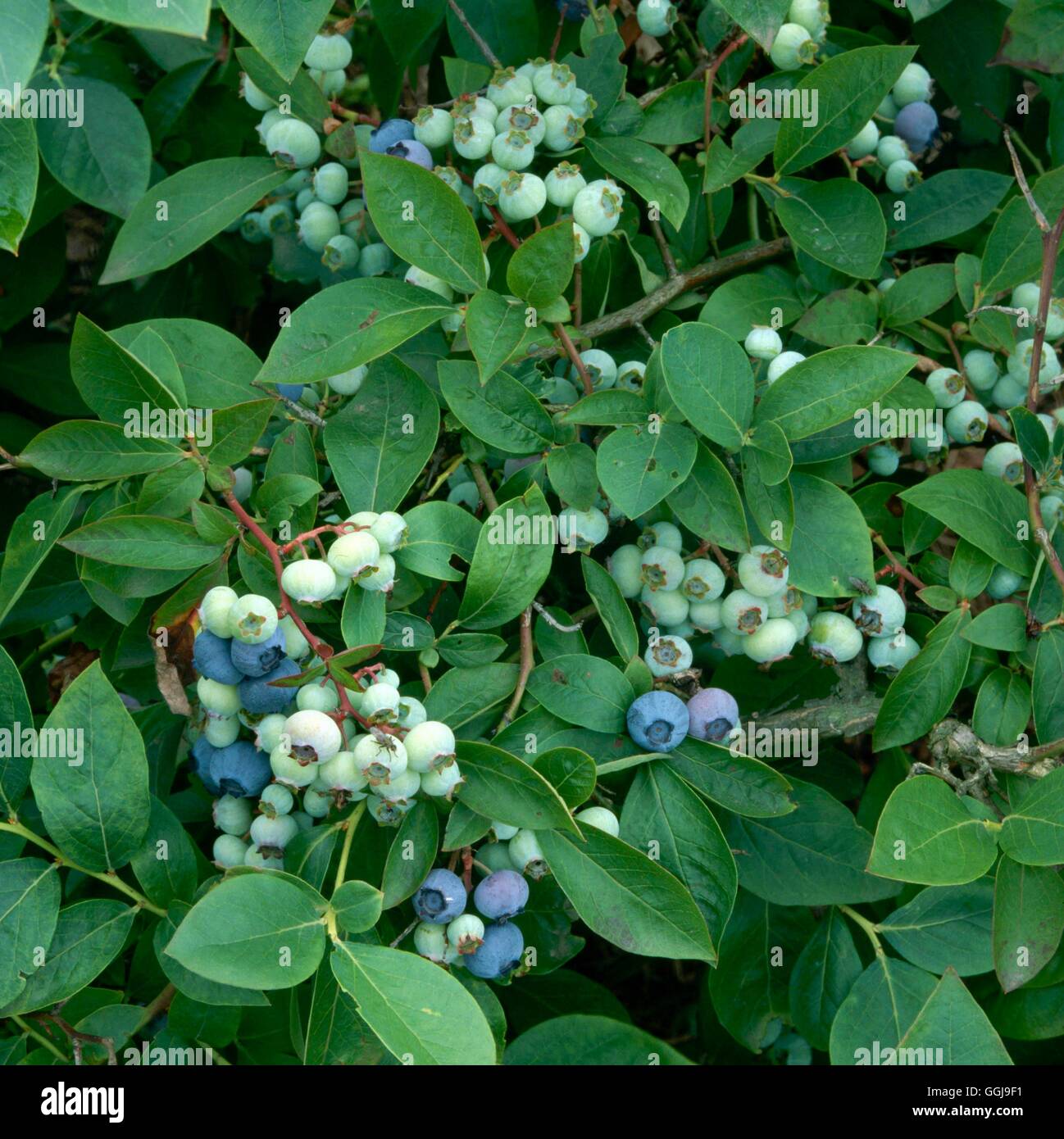 Mirtillo - 'Blu Ray'- - (Vaccinium corymbosum) FRU047777 Foto Stock