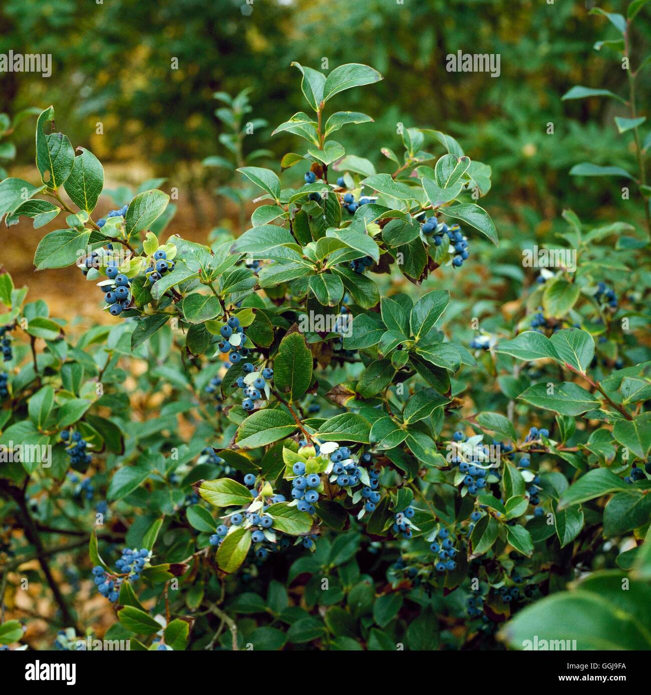 - Mirtilli (Vaccinium corymbosum AGM)047778 FRU Foto Stock