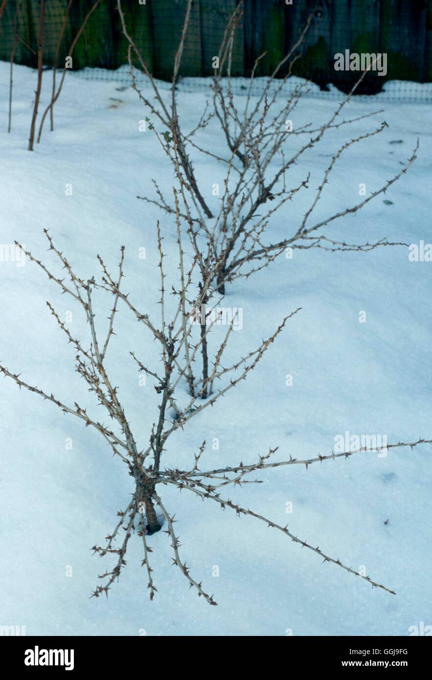 Ribes - Boccole in inverno FRU047981 Foto Stock