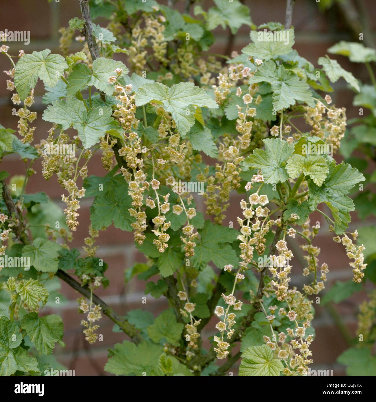 Ribes rosso - fioritura in primavera066383 FRU Foto Stock