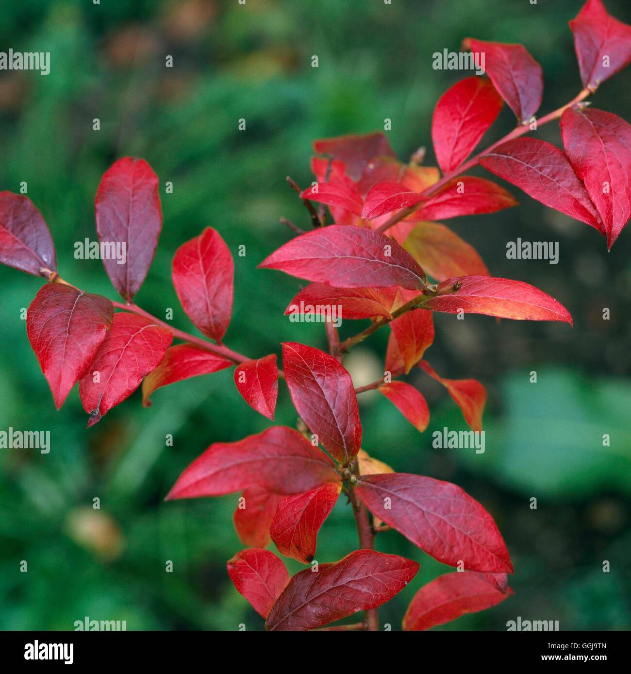 Mirtillo - bush nel colore di autunno FRU097668 Foto Stock