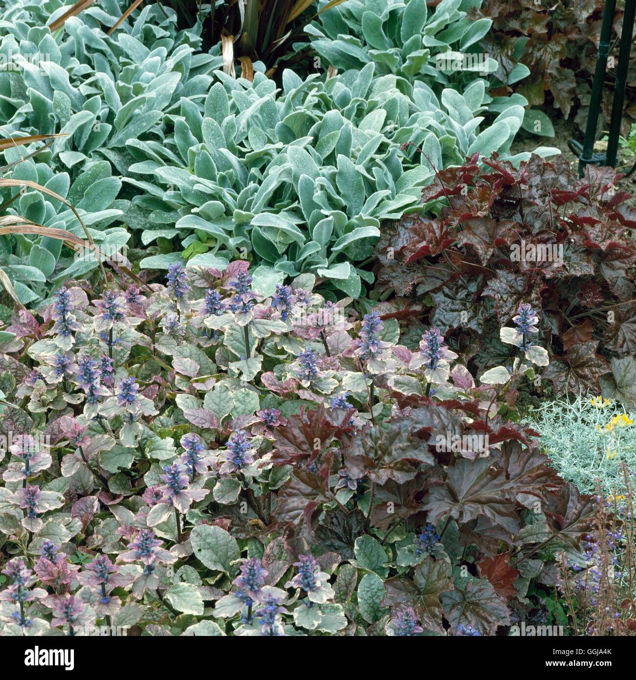 La copertura del terreno - con Ajuga Heuchera e Stachys. GDC026420 Foto Stock