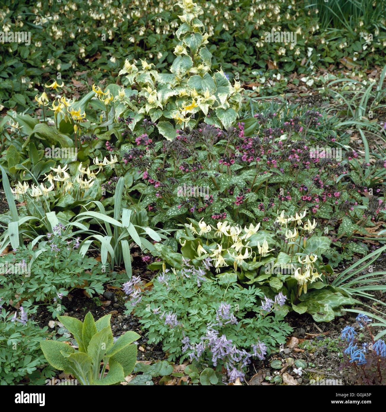 La copertura del terreno - misti Corydalis Erythroniums e Pulmonarias GDC055239 /Pho Foto Stock