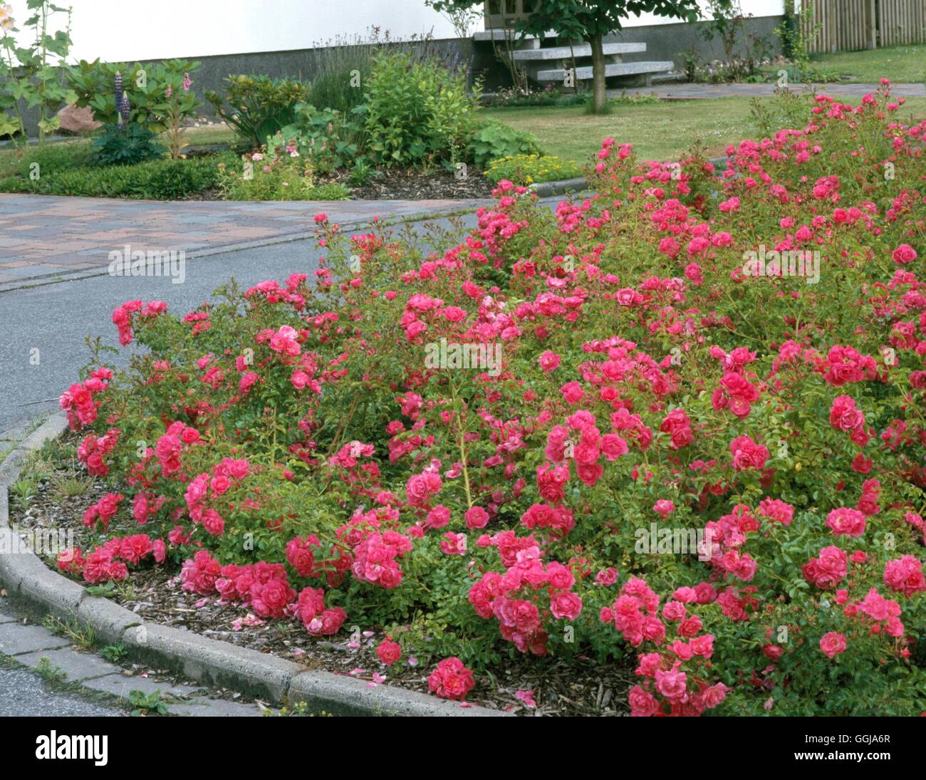 La copertura del terreno - con rose GDC084374 Foto Stock
