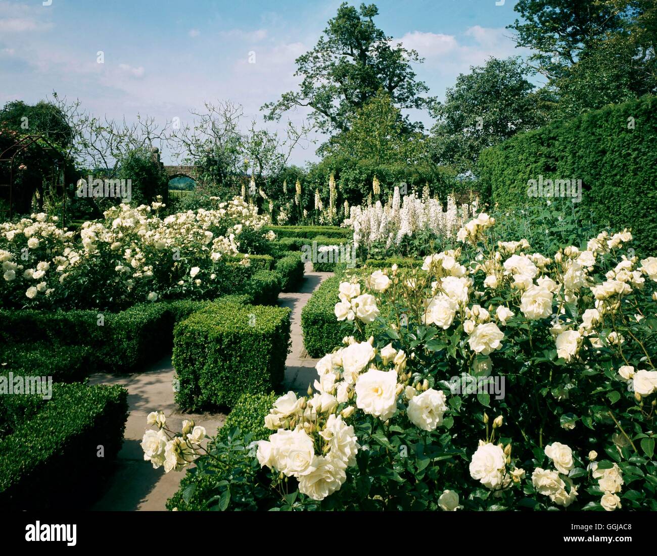 Sissinghurst NT - Cranbrook Kent - Il giardino Bianco- - si prega di credito: Foto Hort/Sissinghurst NT GND Compul086207 Foto Stock