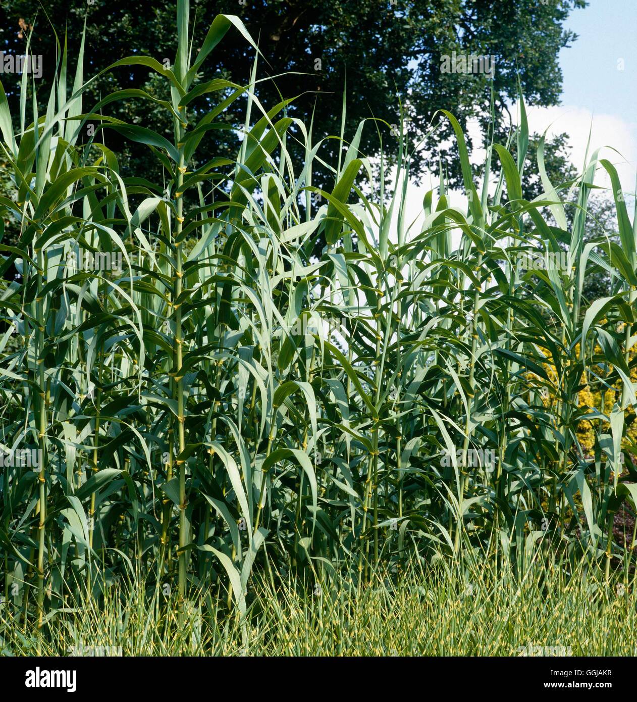 Arundo donax GRA057750 Foto Stock