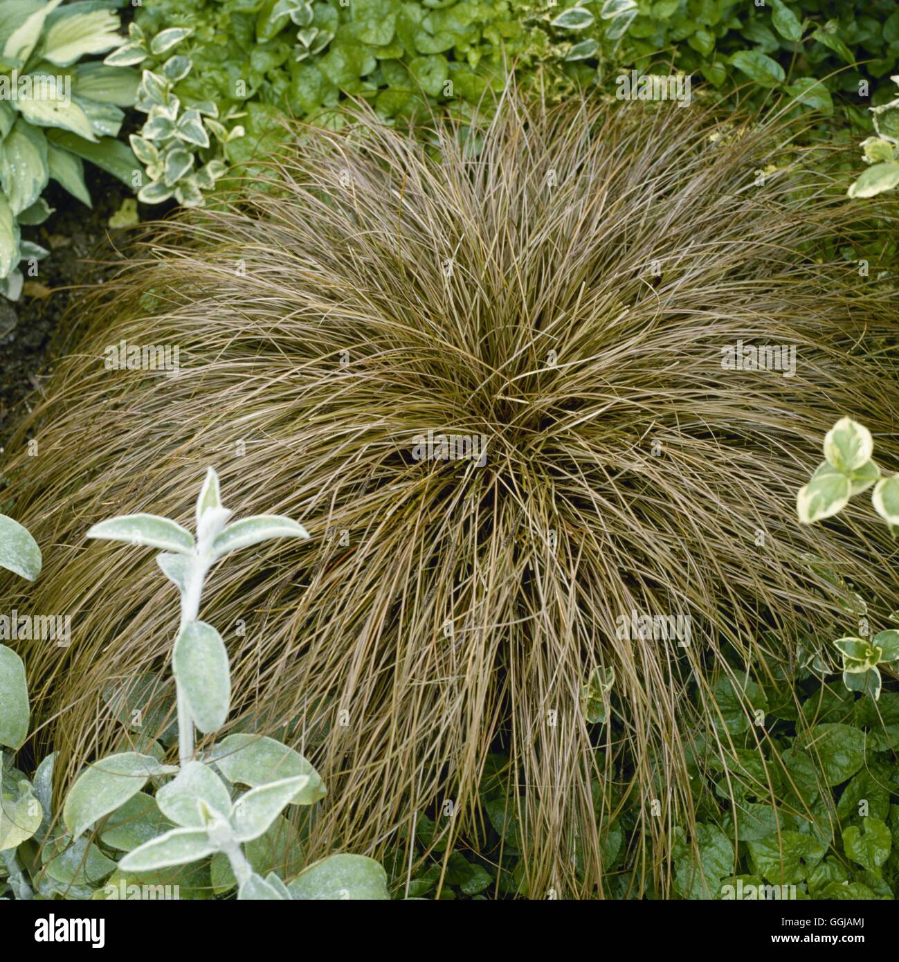 Carex comans - bronzo - GRA062355 Foto Stock