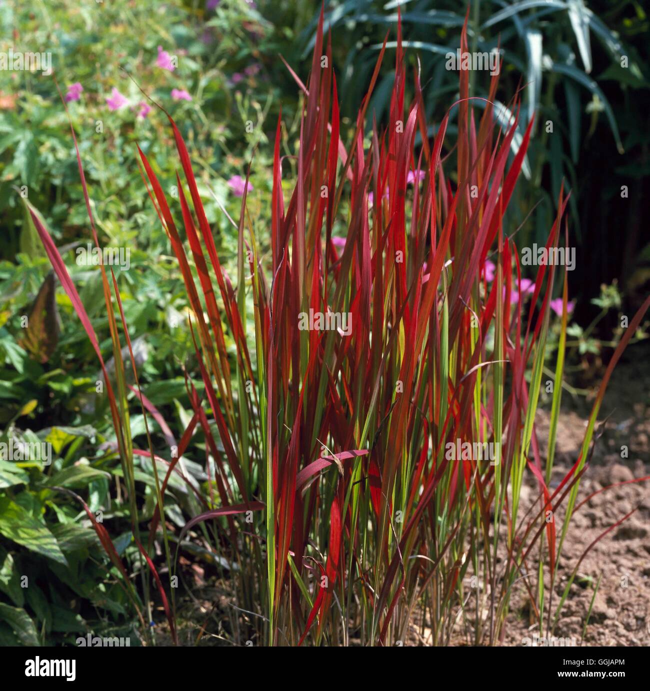 Imperata cylindrica - 'Rubra' - (Syn I.c. 'Barone Rosso') GRA090404 /Photosho Foto Stock