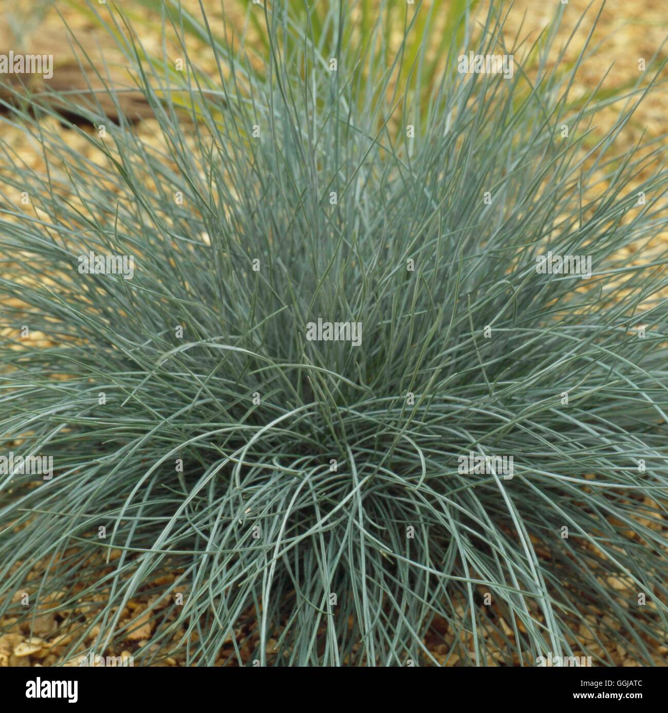 Festuca glauca - "Elia blu' GRA107932 Foto Stock