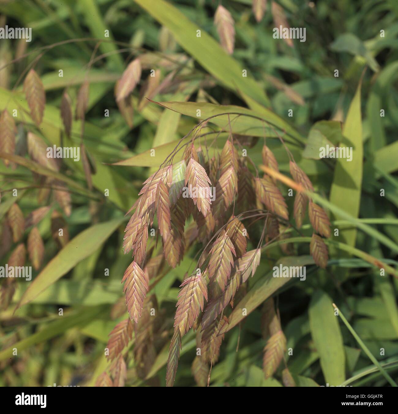 Chasmanthium latifolium Mare del Nord di avena' Data: 30.06.08 GRA109294 Foto di orticoltura Foto Stock