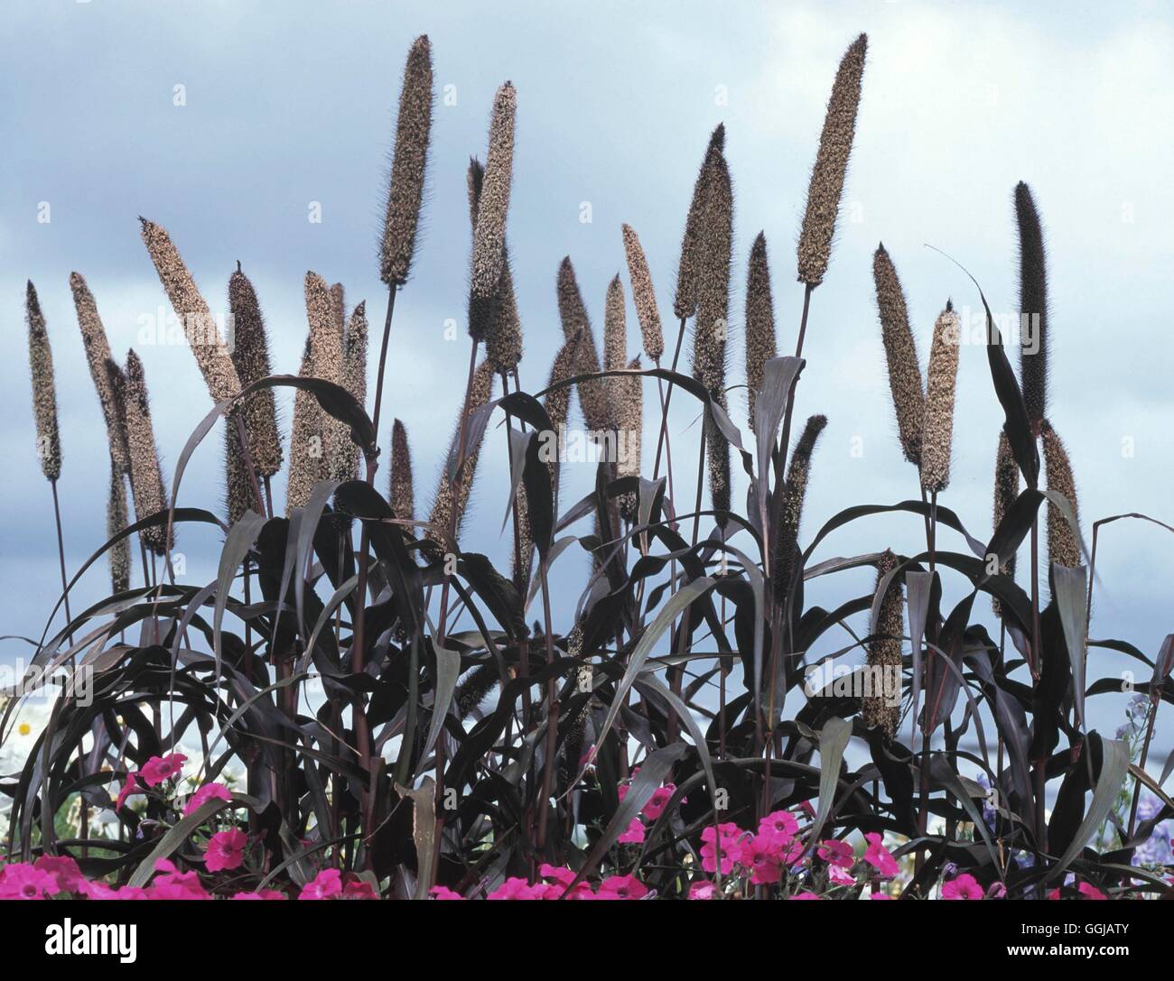 Pennisetum glaucum - 'viola maesta' - ornamentali di miglio di perla GRA109390 Foto Stock