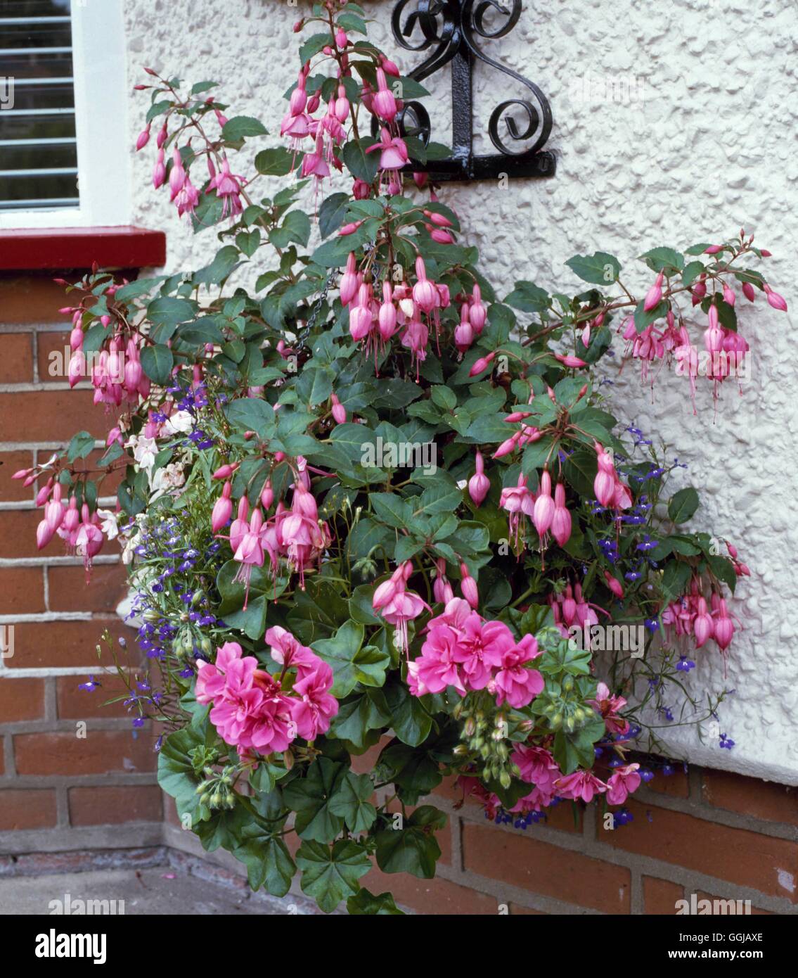 Hanging Basket - piantate con annuari HBA008505 Foto Stock