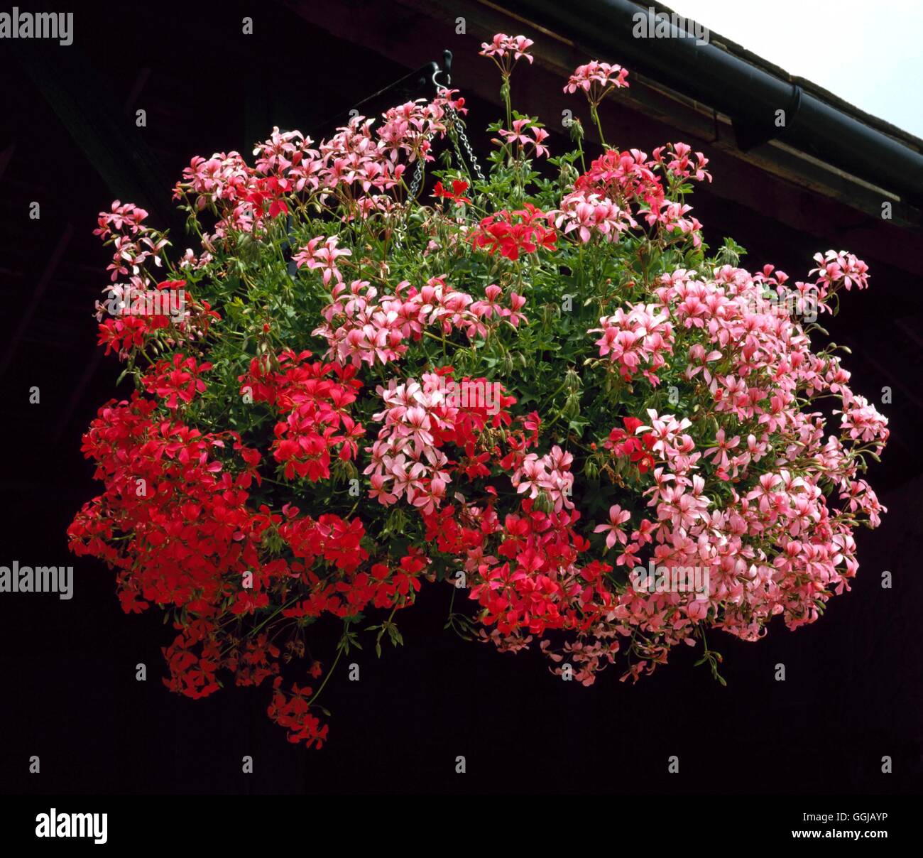 Hanging Basket - piantate con HBA Pelargoniums075525 Foto Stock