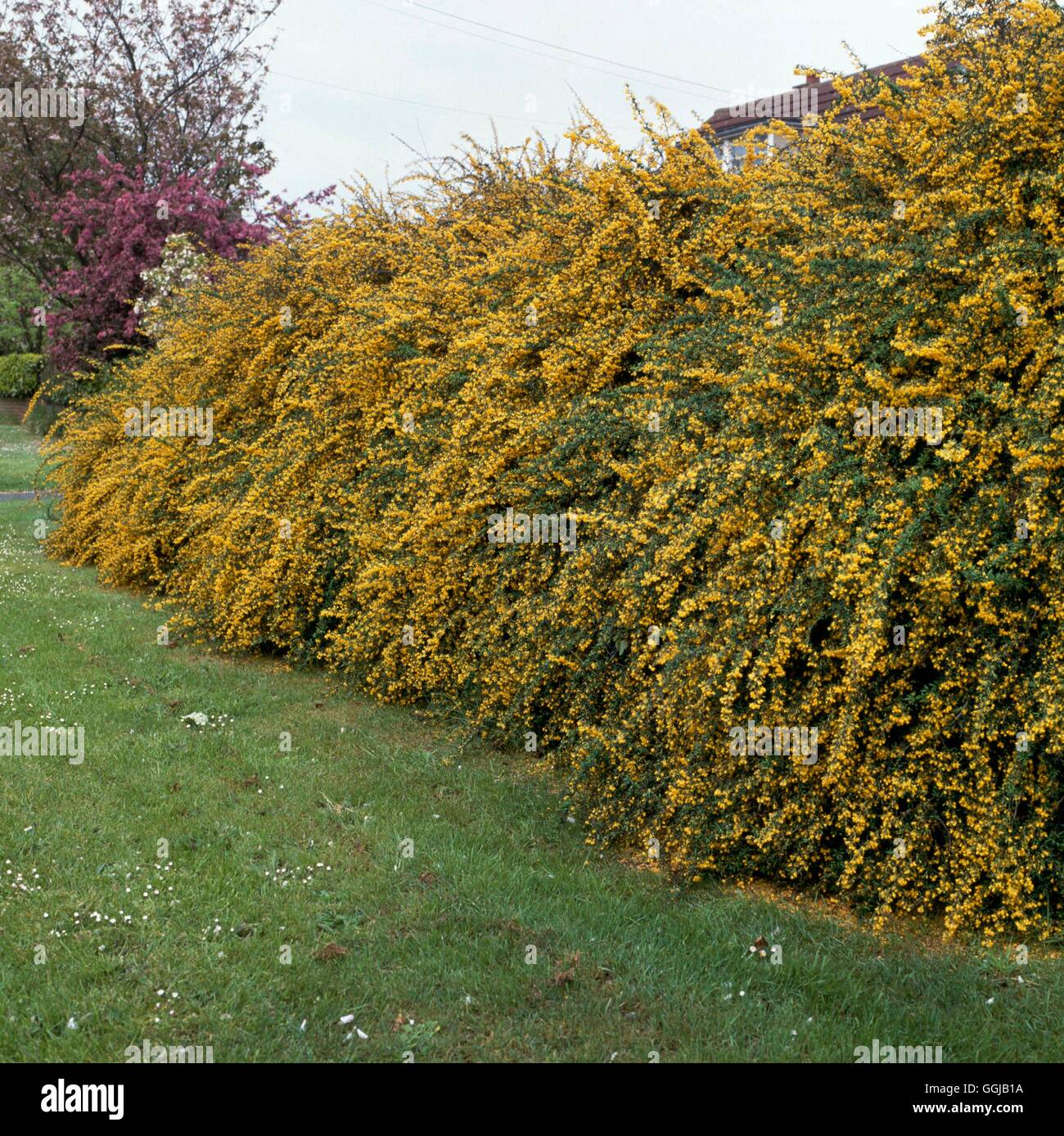 Hedge - di Berberis x stenophylla AGM. HED006586 Foto Stock