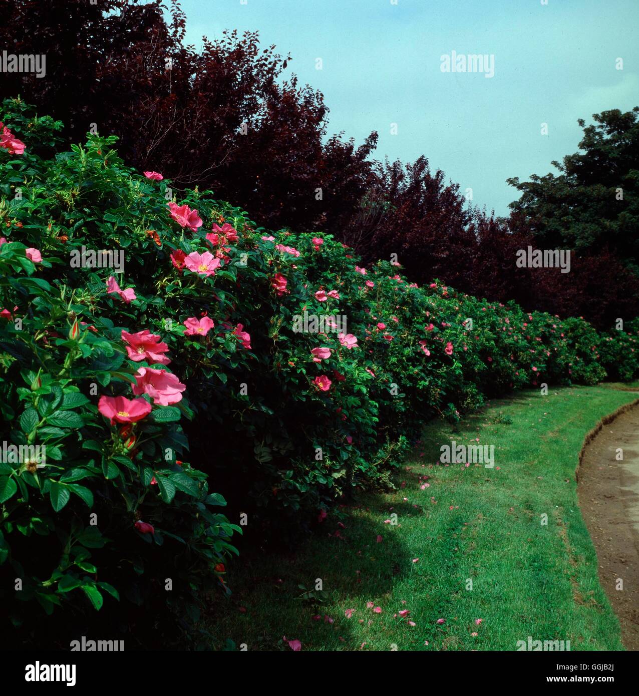 Siepe di rose immagini e fotografie stock ad alta risoluzione - Alamy