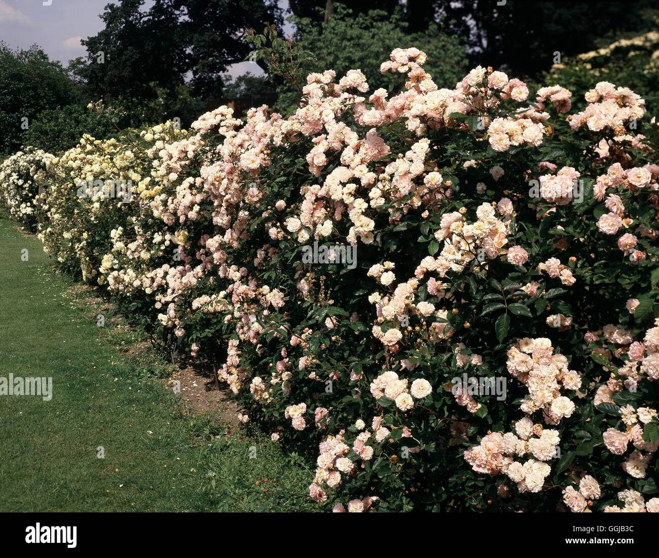 ROSA CORNELIA' & 'BUFF BEAUTY' lunga siepe di arbusti Rose Data: 18/08/2008 HED082301 Foto Hor' Foto Stock