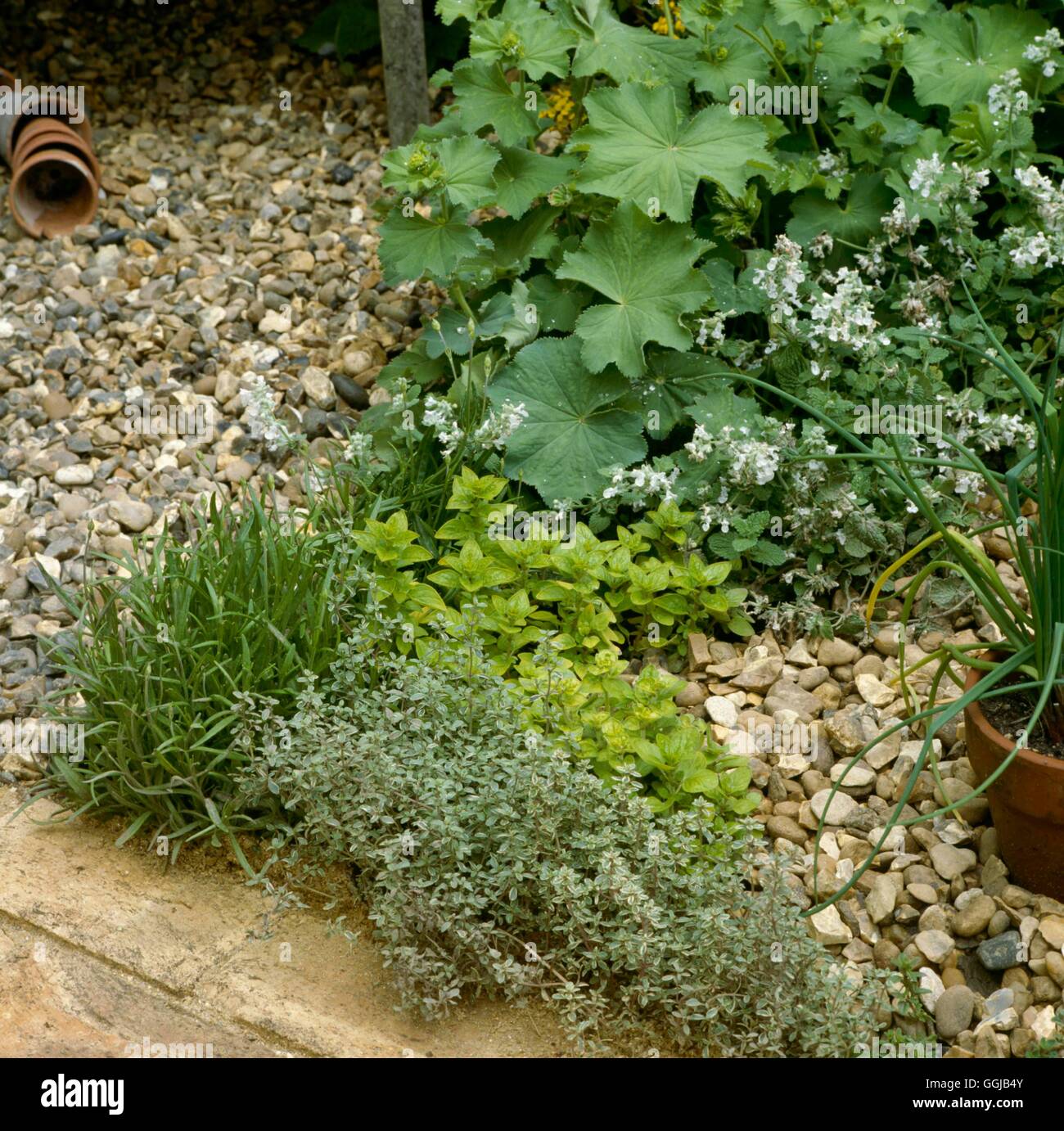 Giardino di erbe - (si prega di credito: Foto Hort/ Orzo Horticultural Society al Chelsea Flower Show 1994) HEG057191 Comp Foto Stock