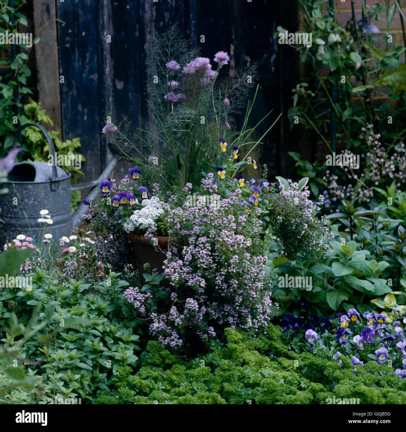 Giardino di erbe - (si prega di credito: Foto di Orticoltura/ Marshallwick Hort Soc) (Chelsea FS 1997) HEG obbligatoria073449 C Foto Stock