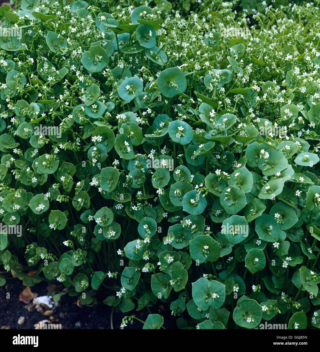 Purslane - Inverno - chiamato anche minatore della lattuga (Montia perfoliata)' la sua foto000431 H' Foto Stock