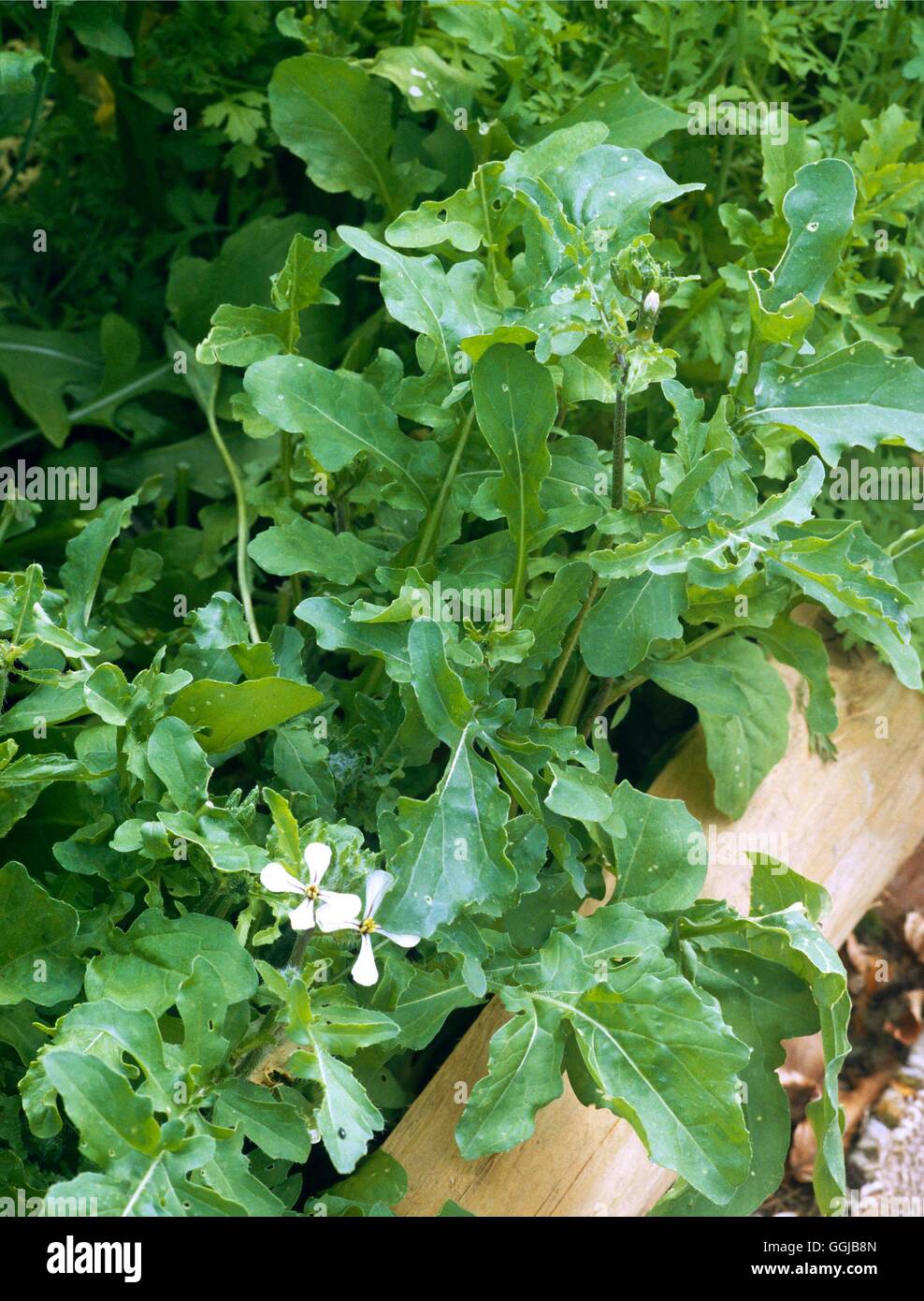 Rocket - (Eruca vesicaria subsp. sativa) (HDRA - organico) il suo053605 /Photo Foto Stock