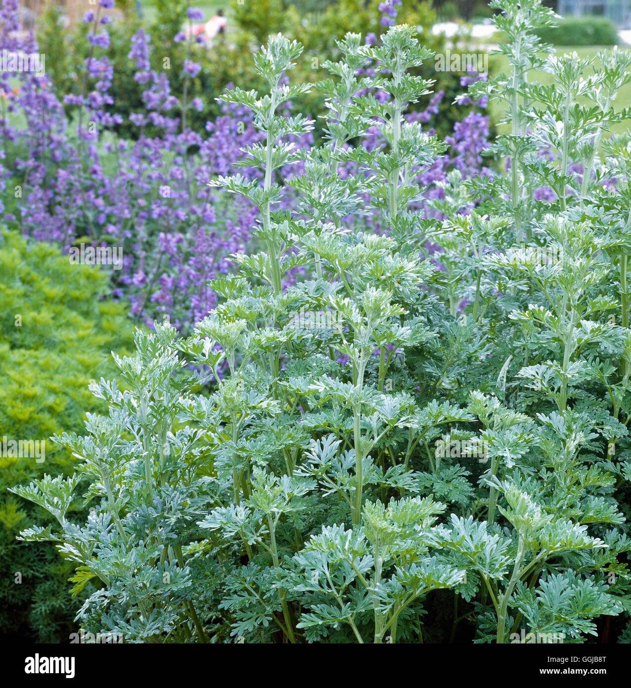 Assenzio - (Artemisia absinthium) (HDRA - organico) il suo053751 Foto Stock