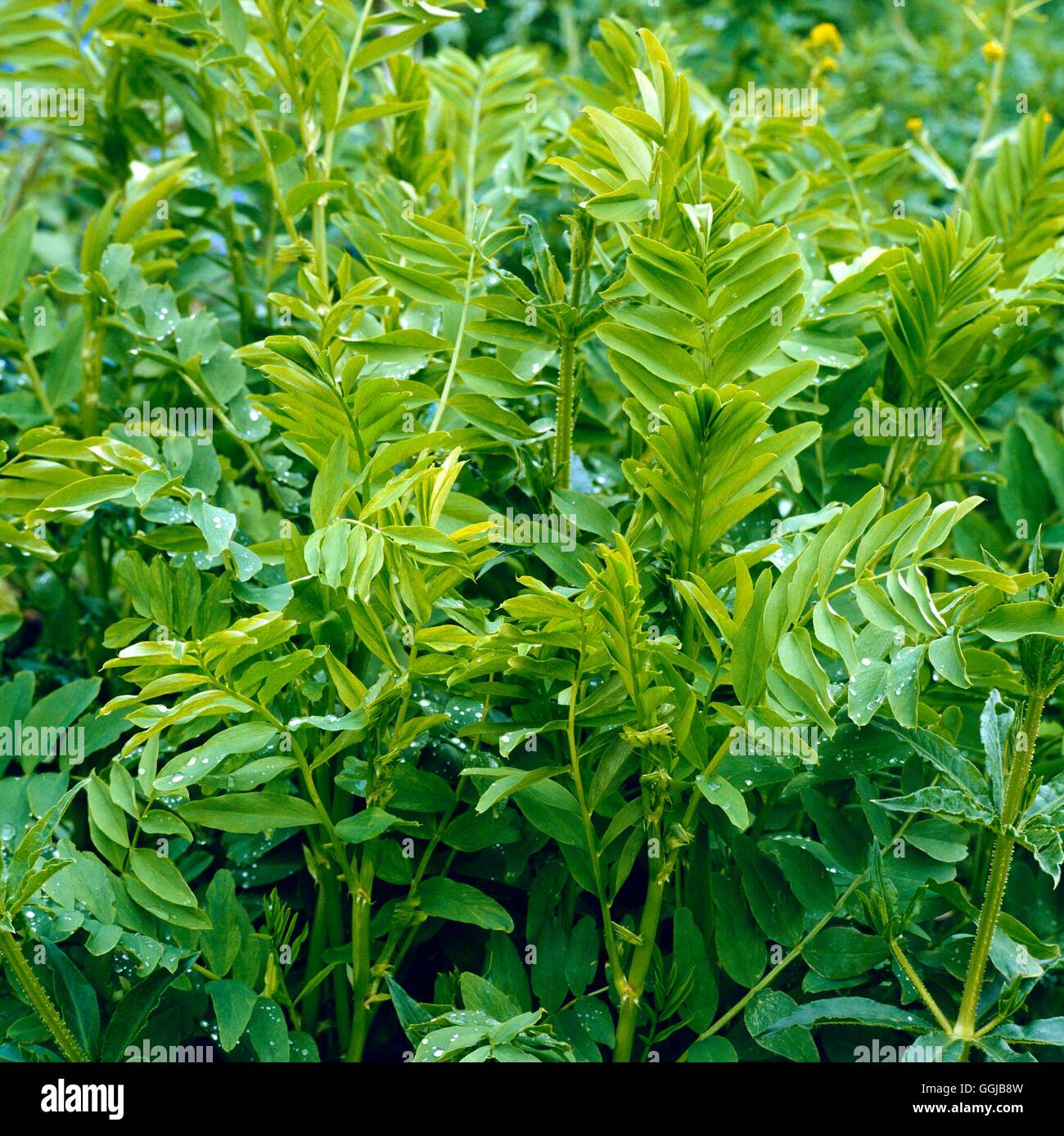 Di capra al Rue - noto anche come francese lilla (Galega officinalis) (HDRA - organico)' LA SUA053753 ' Foto Stock