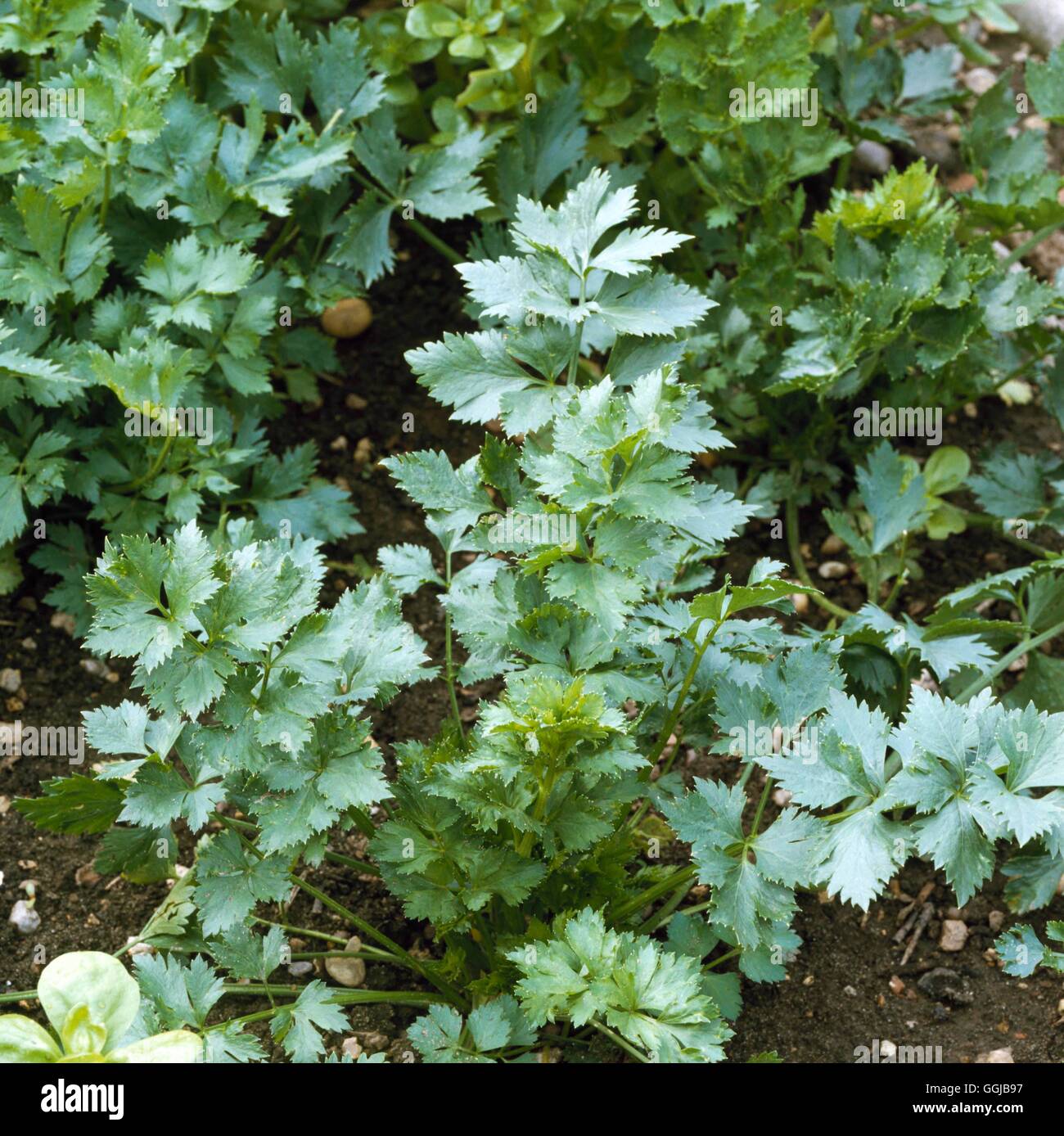 Par-cel - (HDRA - organico) (Apium graveolens) il suo057360 Foto Stock