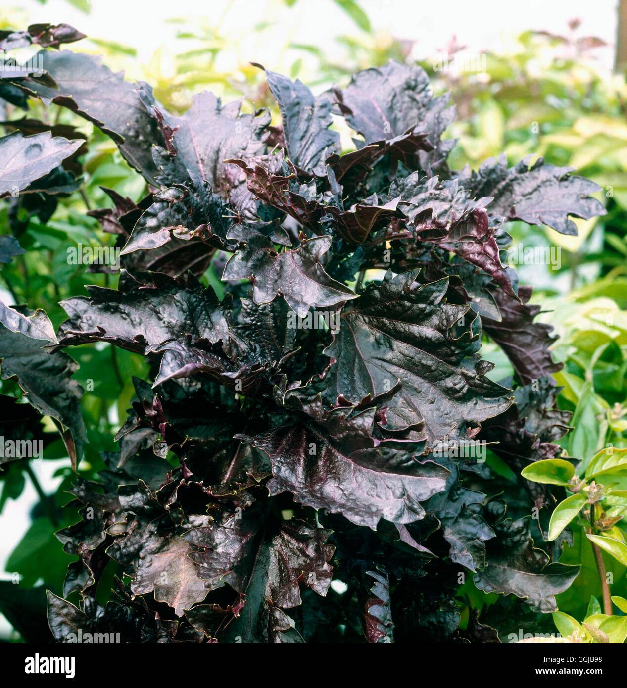 Basilico - "Purple Ruffles' (HDRA - organico) il suo057362 Foto Stock