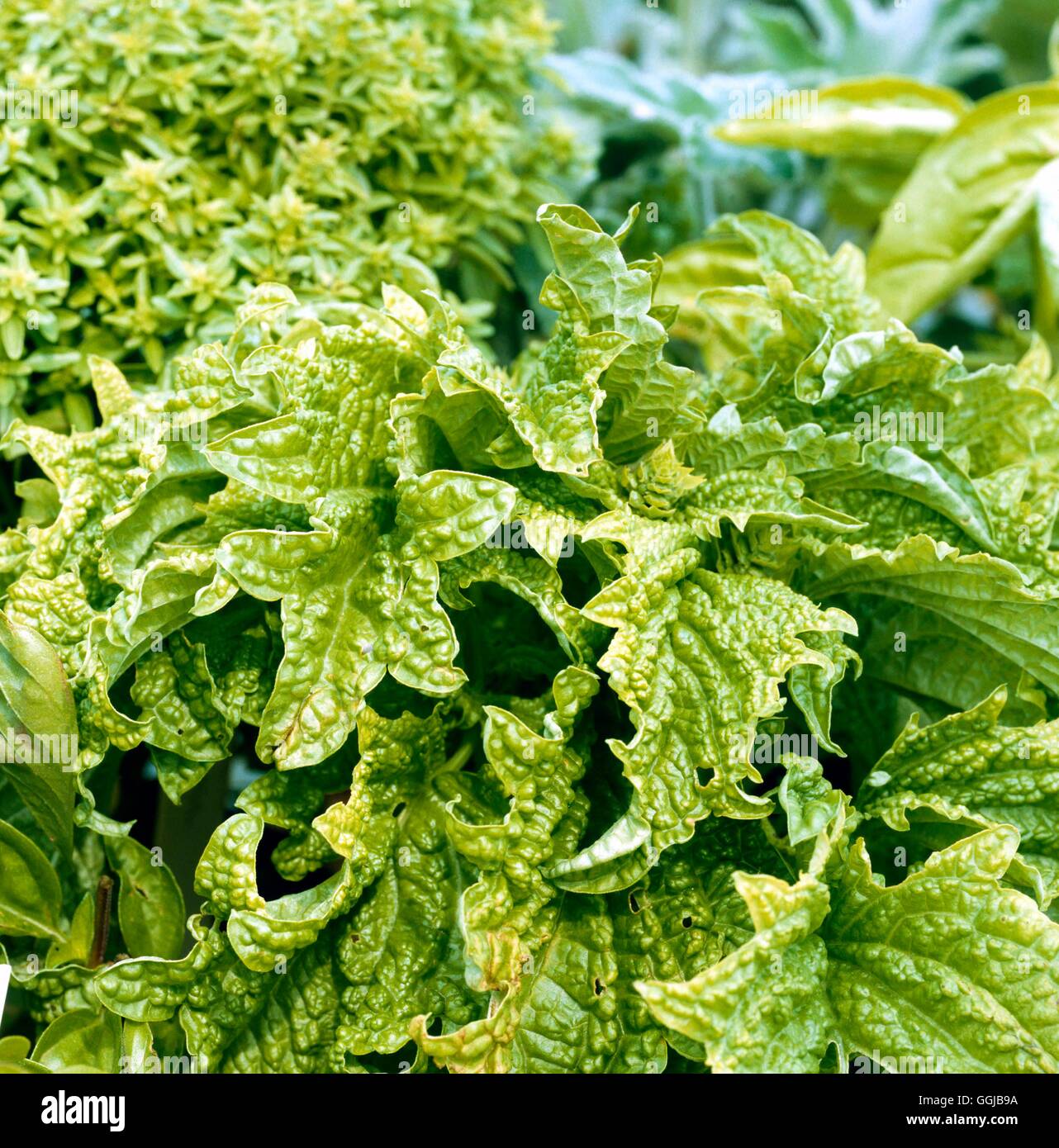 Basilico - 'Verde Ruffles' (HDRA - organico) il suo057363 Foto Stock