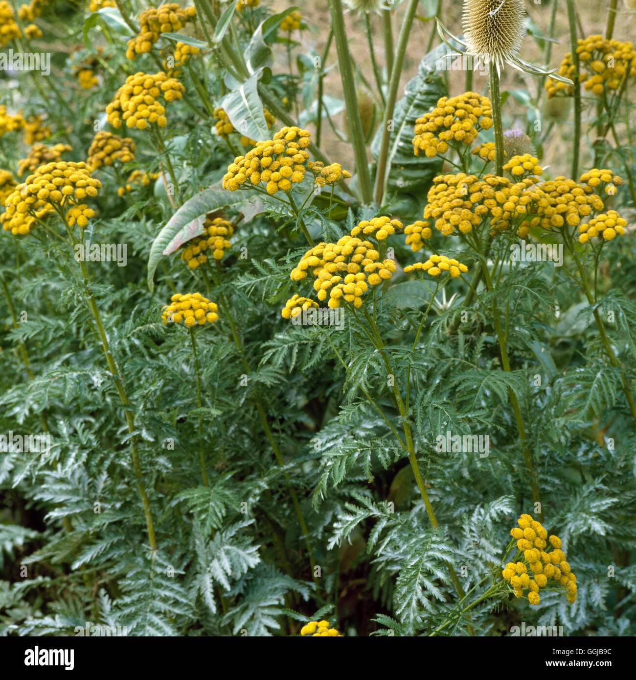 Tansy - (Tanacetum vulgare) il suo057899 Foto Stock