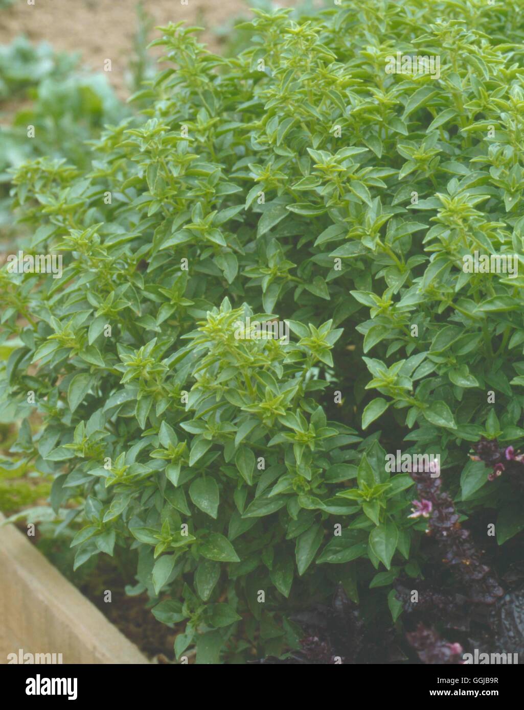 Basilico - Bush - (Ocimum minimo) (HDRA - organico) il suo064031 Foto Stock
