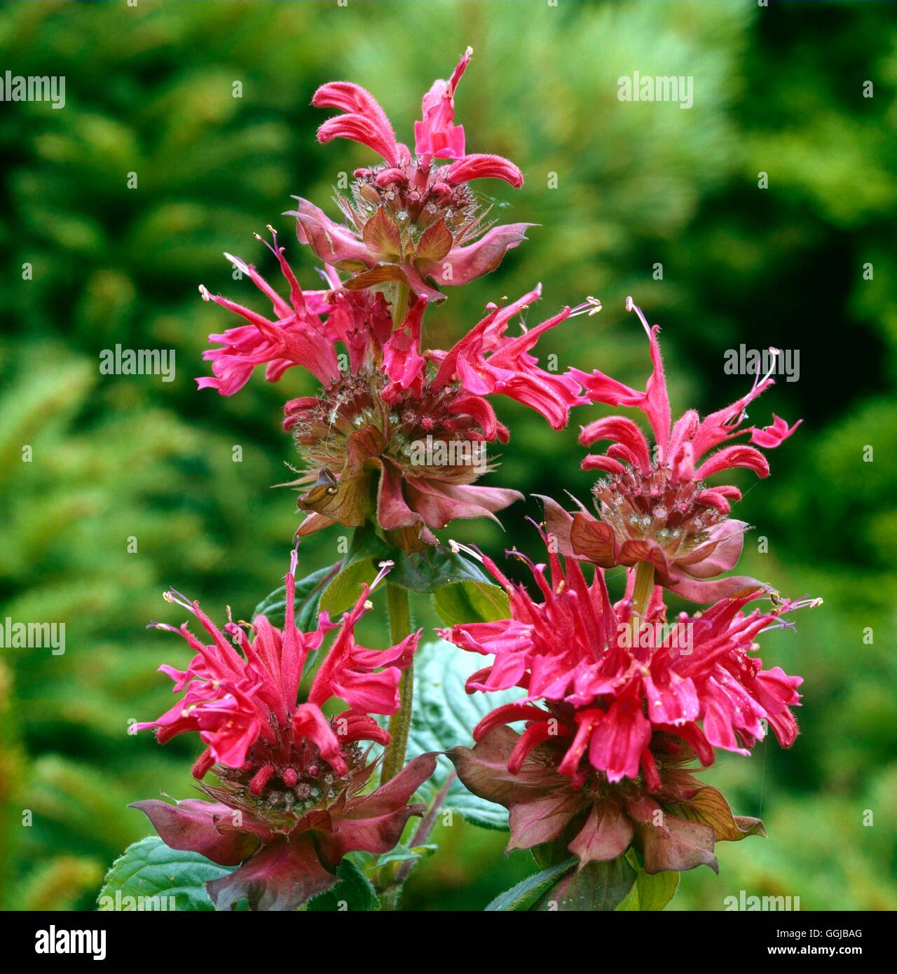 Il bergamotto - (Monarda didyma) il suo077841 Foto Stock