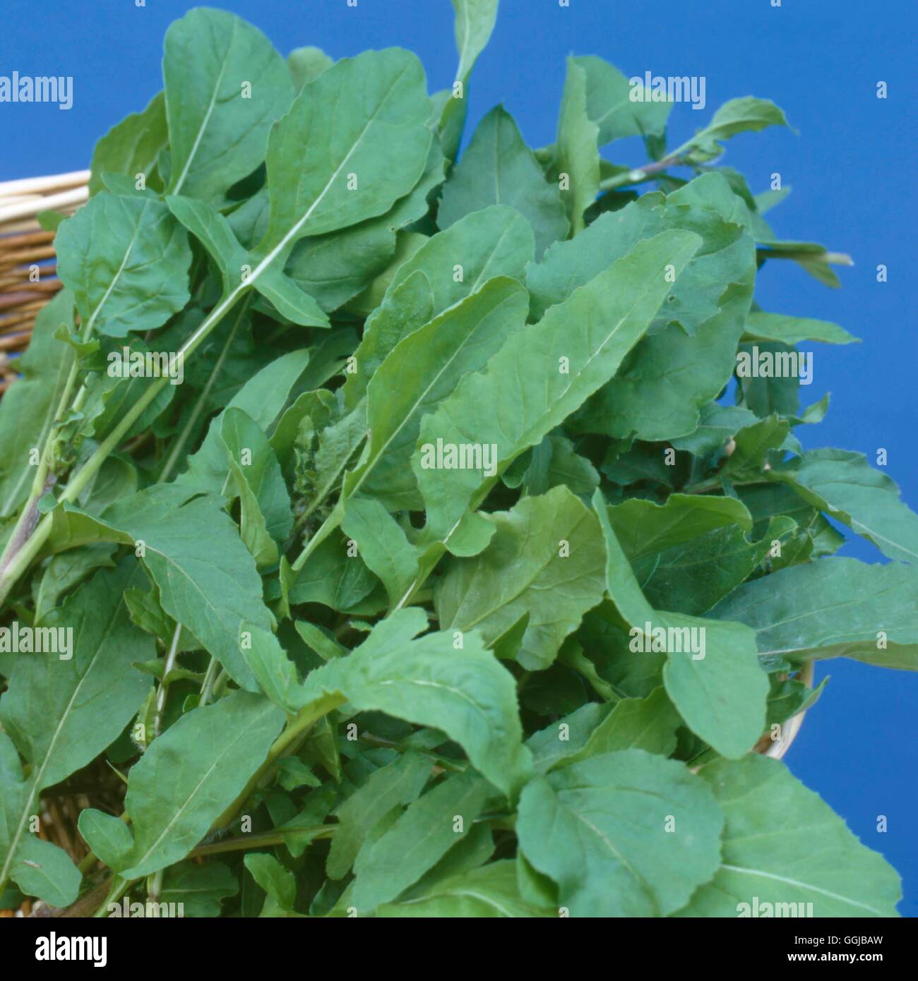 Rocket - (Eruca vesicaria subsp. sativa) la sua091630 Foto Stock