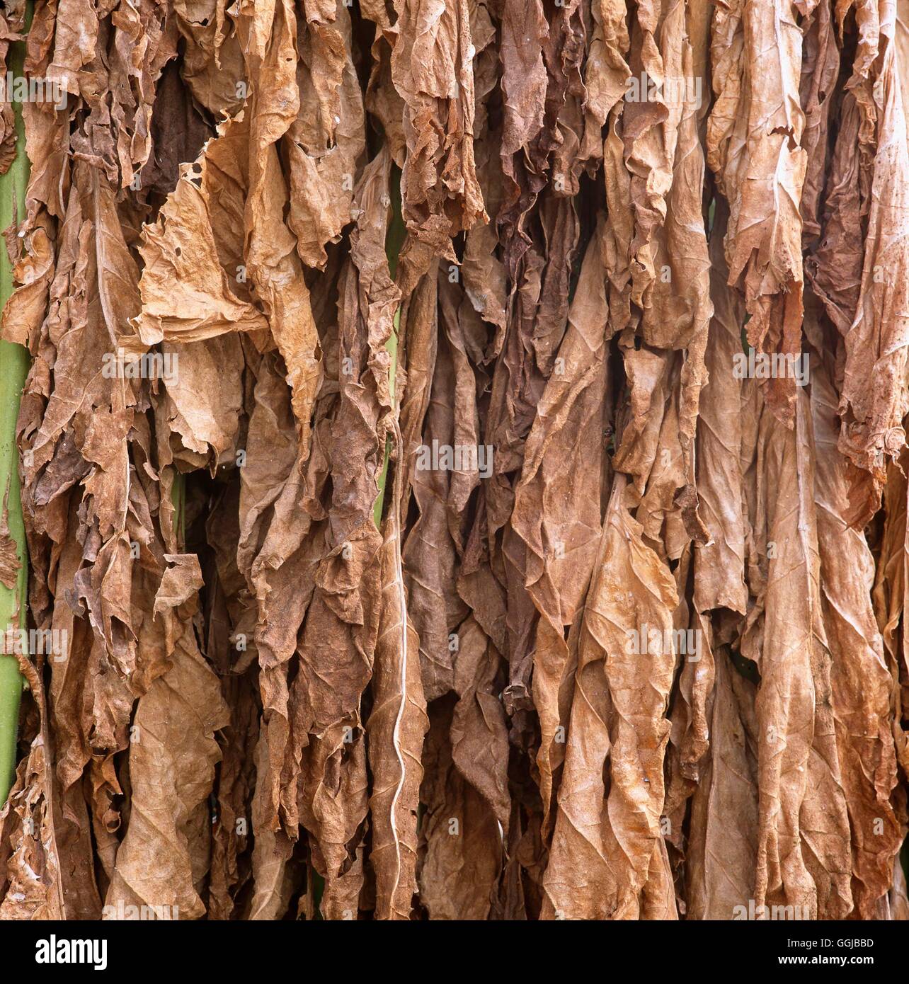 Tabacco - Essiccazione (Nicotiana tabacum) il suo104966 Foto Stock