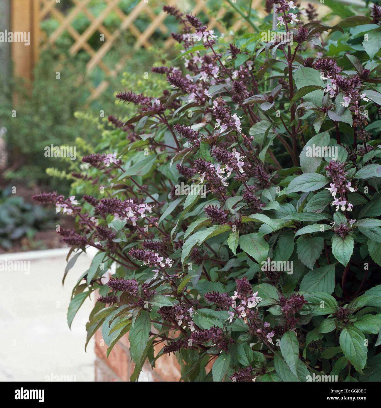 Basilico - (Ocimum basilicum "Cannella") lei109058 Foto Stock