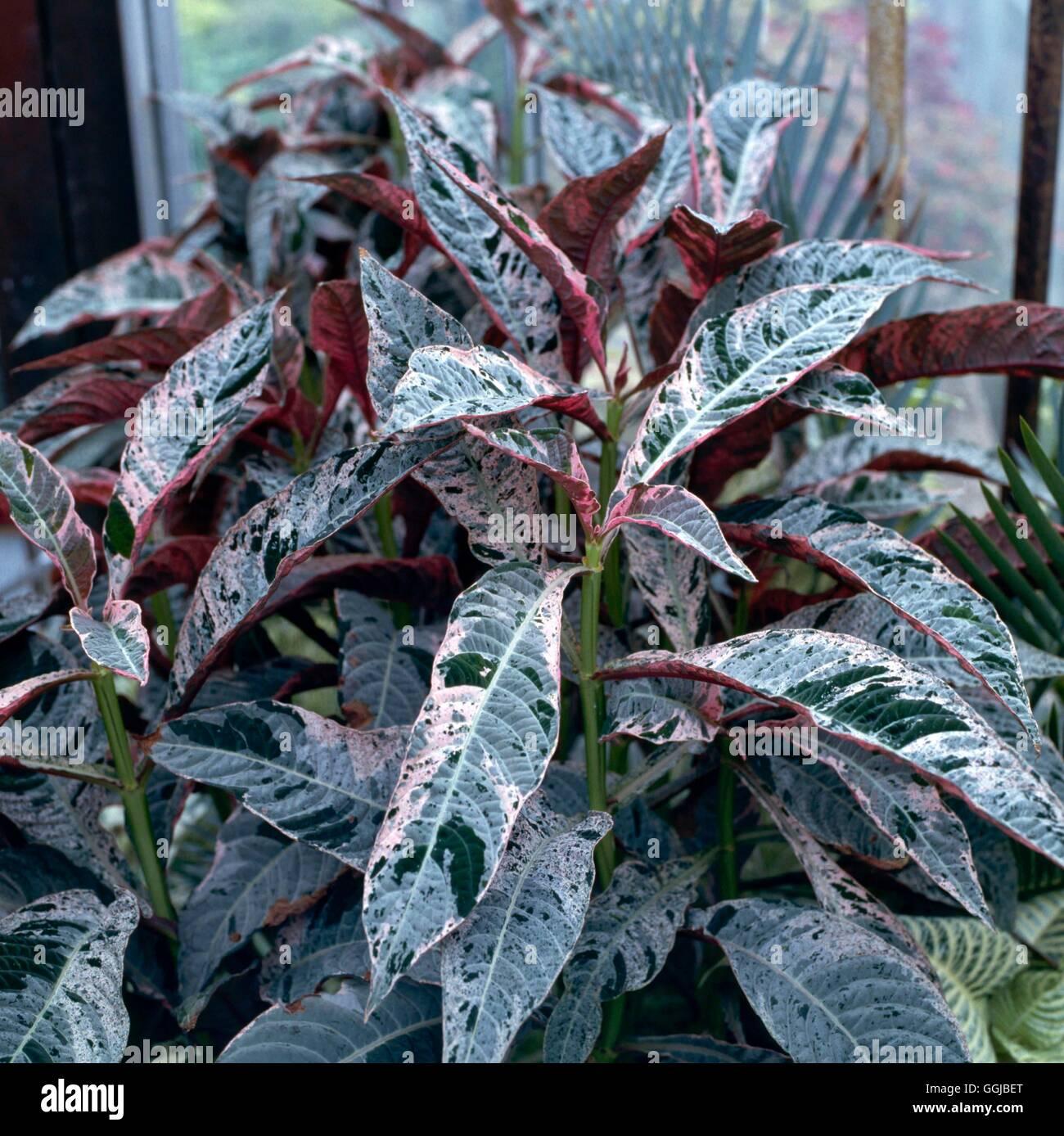 Hoffmannia ghiesbreghtii - 'Variegata' (Syn H.g. "Splash delle fragole") HPS012564 Horticu foto Foto Stock