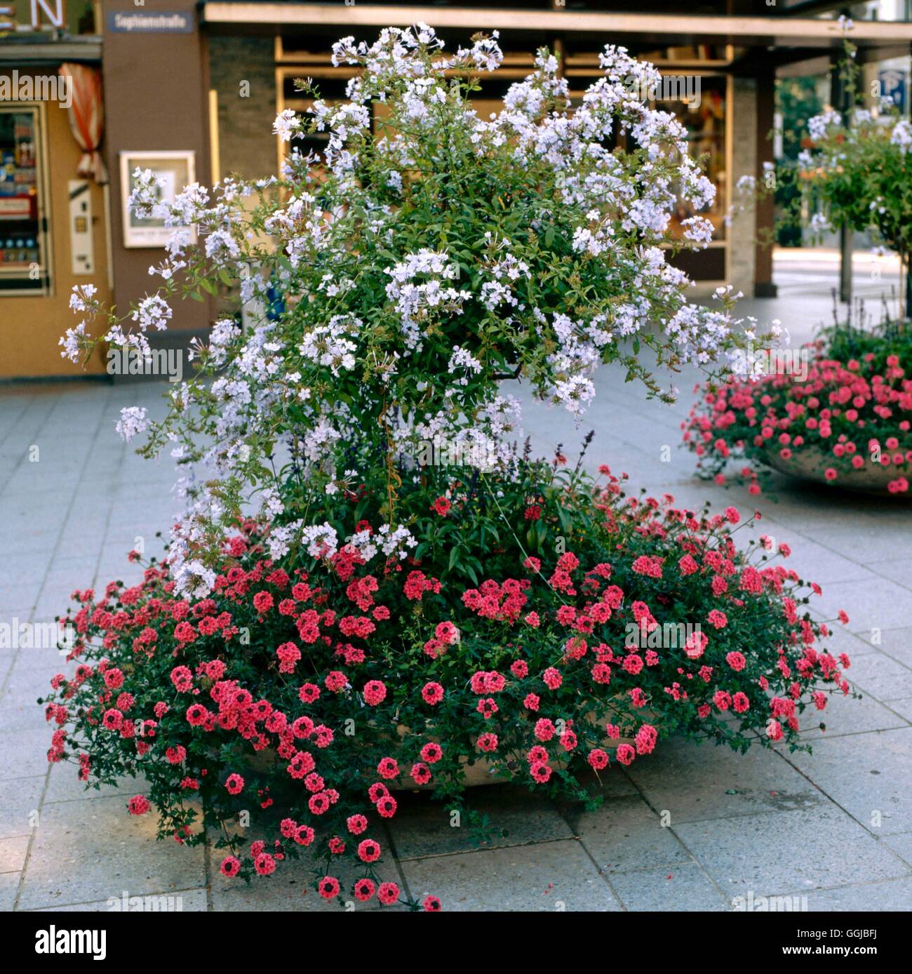 - Plumbago auriculata addestrato come standard & utilizzato per l'estate biancheria da letto. HPS019116 Hortic foto Foto Stock